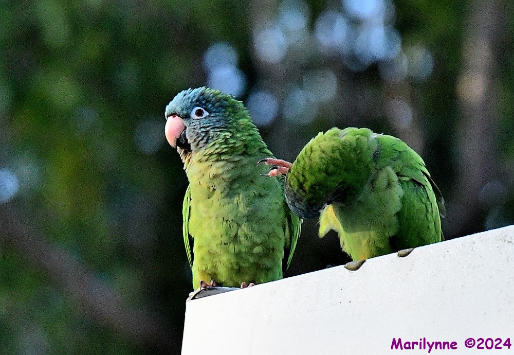 DSC_1635_001.JPG