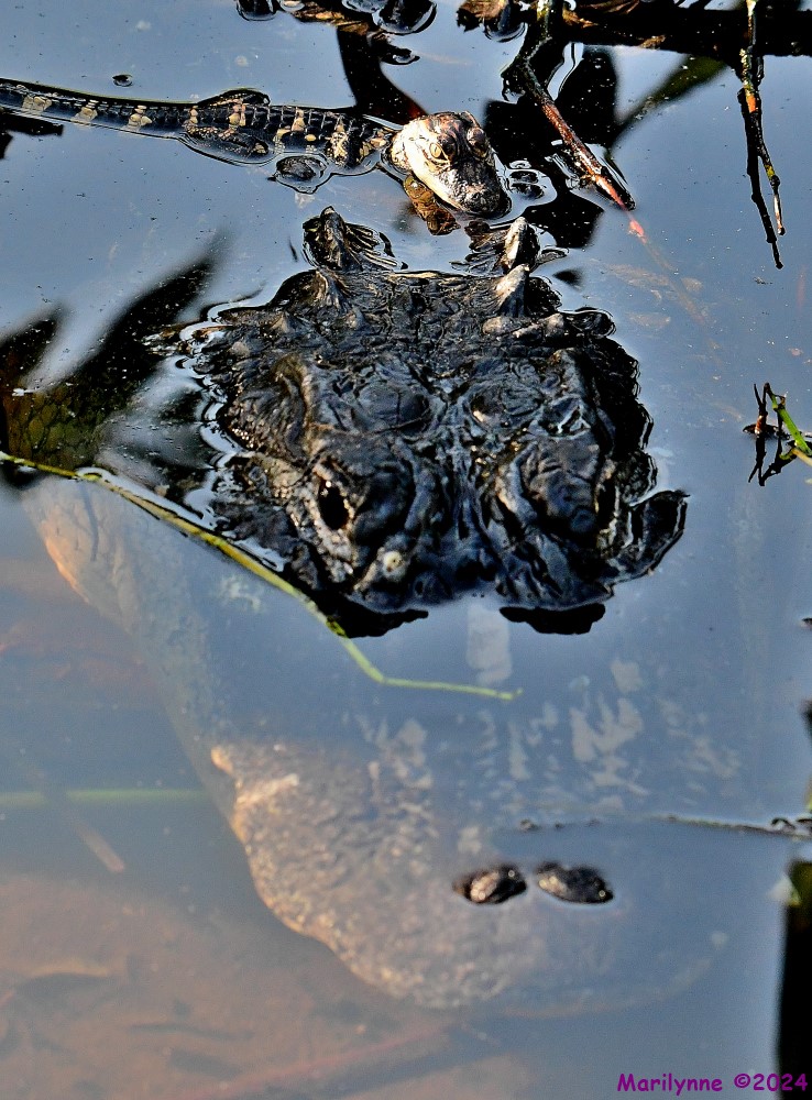 DSC_1635_001.JPG