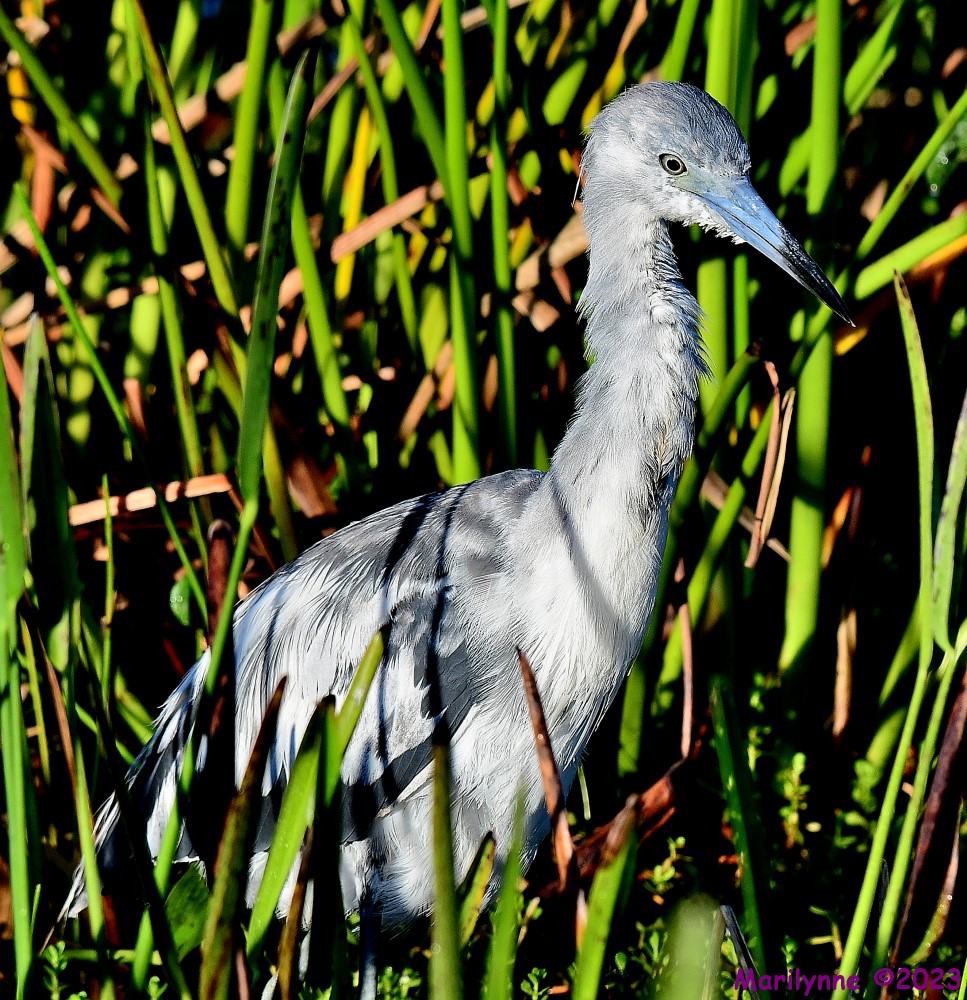 DSC_1637_001.JPG