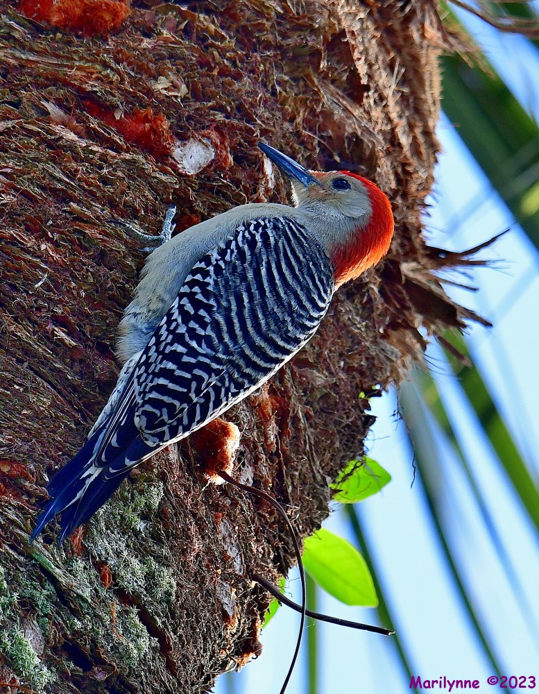 DSC_1638_001.JPG