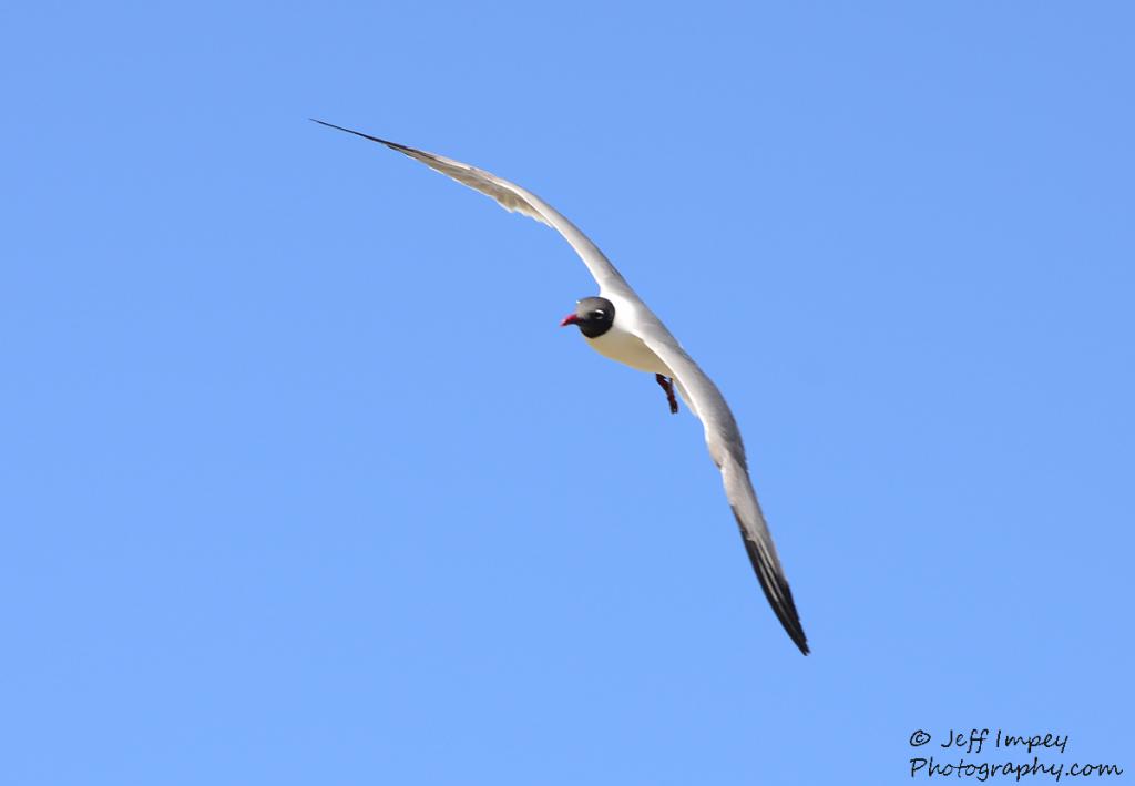 DSC_1639.jpg