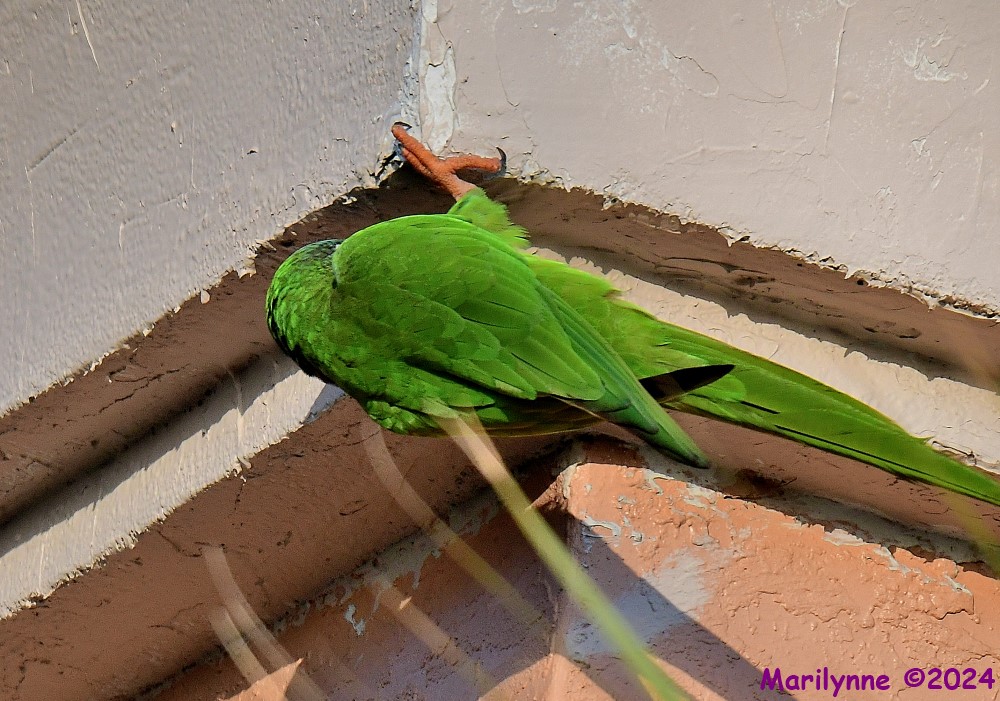 DSC_1639_001.JPG