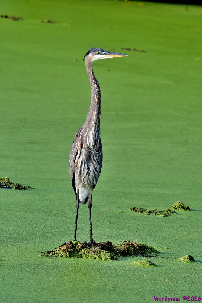 DSC_1639_001.JPG