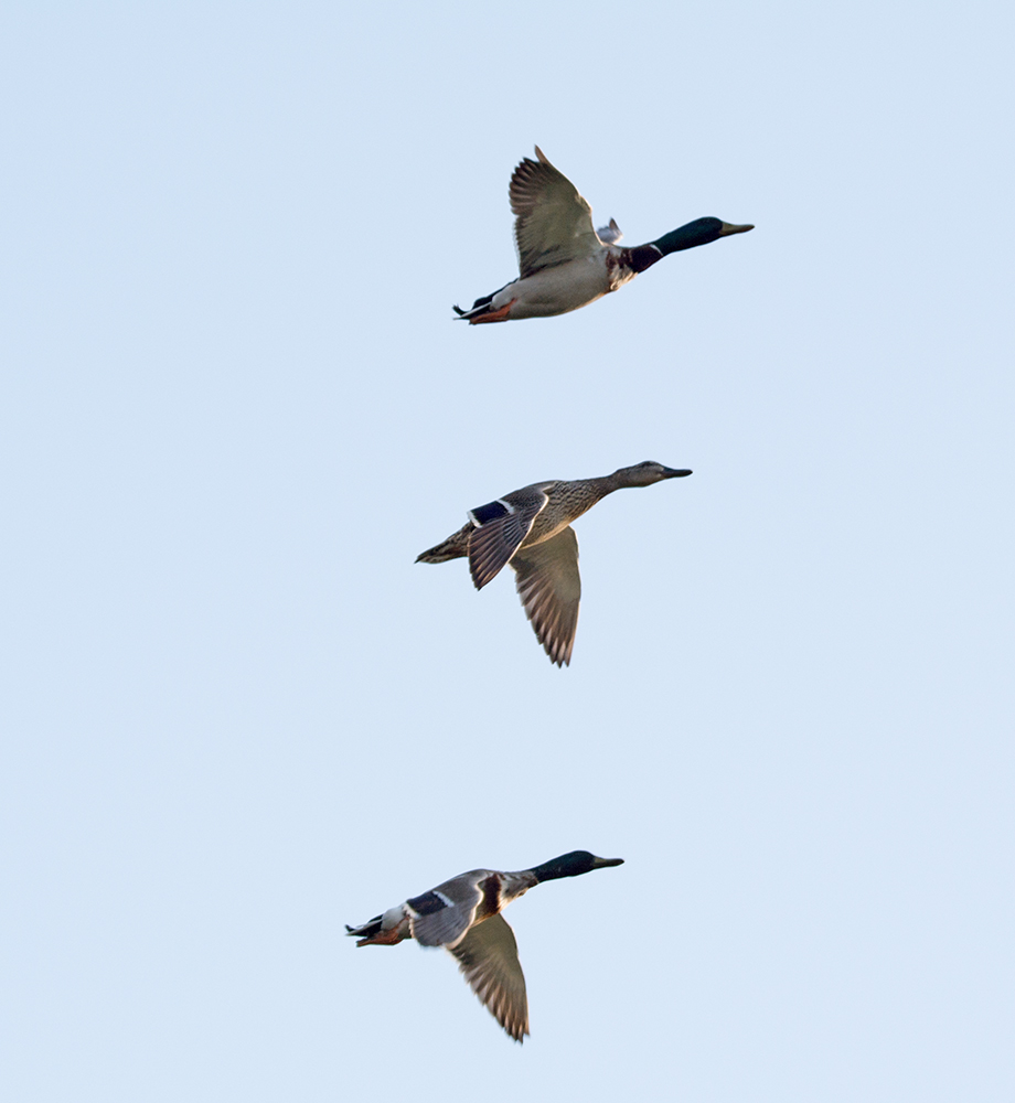 DSC_1640.jpg