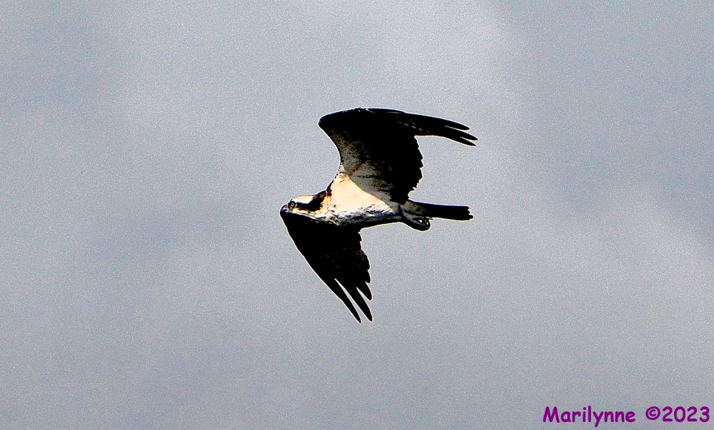 DSC_1640_001.JPG