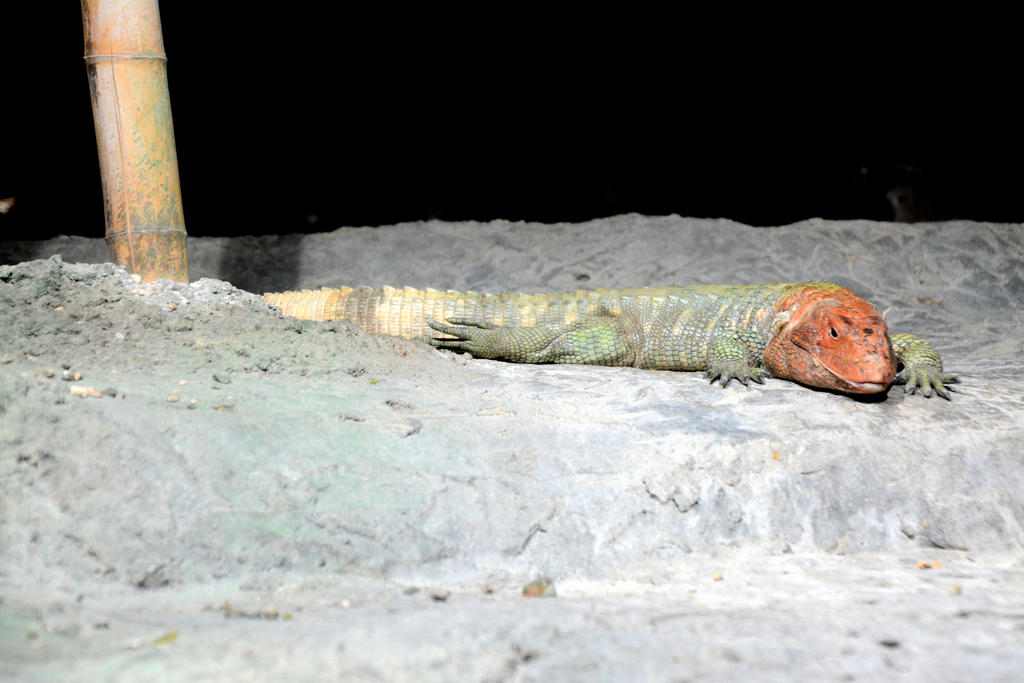 DSC_1641.jpg