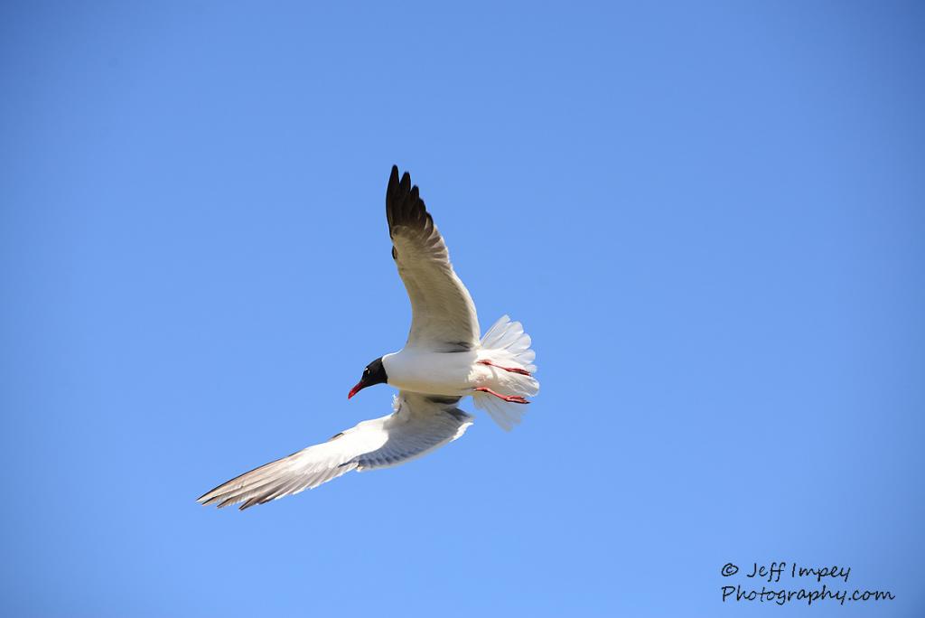 DSC_1641.jpg