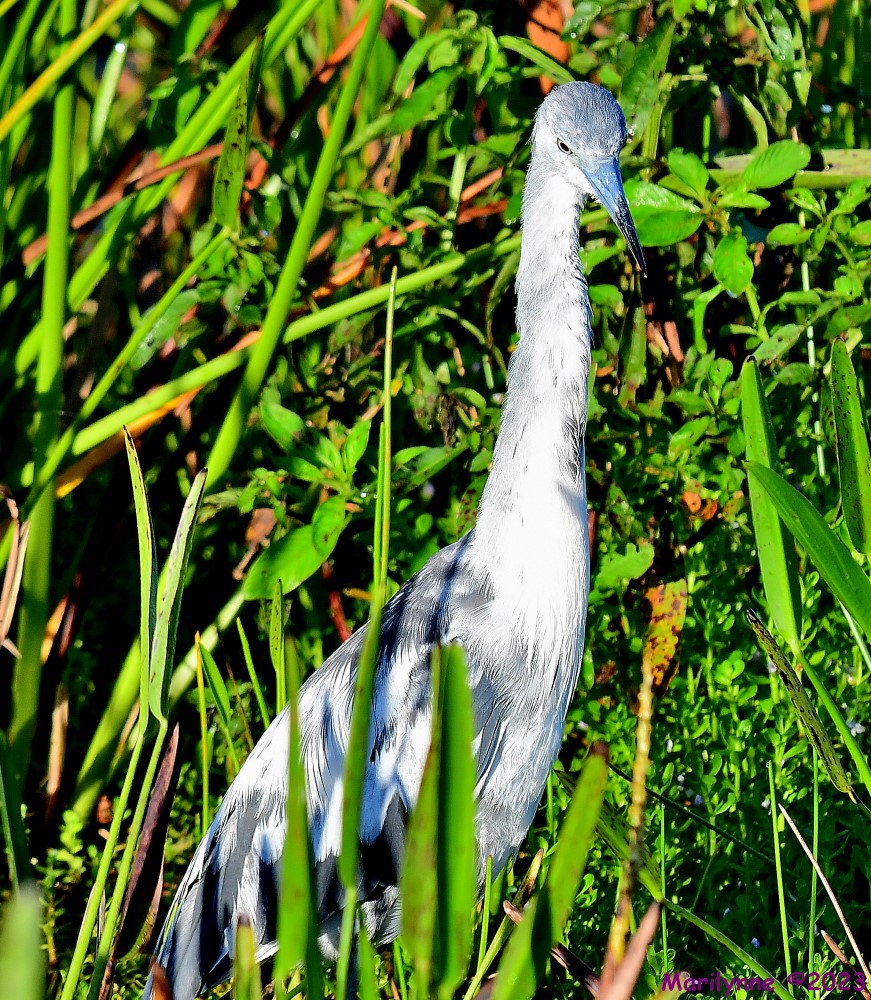 DSC_1641_001.JPG