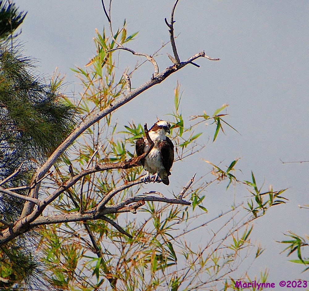 DSC_1641_001.JPG