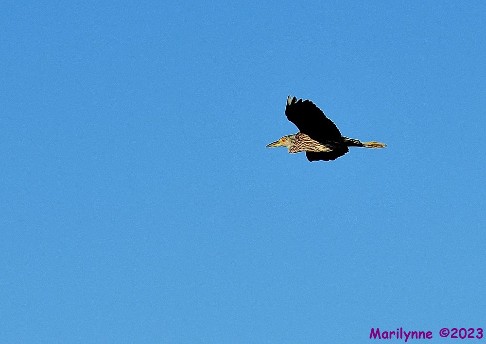 DSC_1642_001.JPG