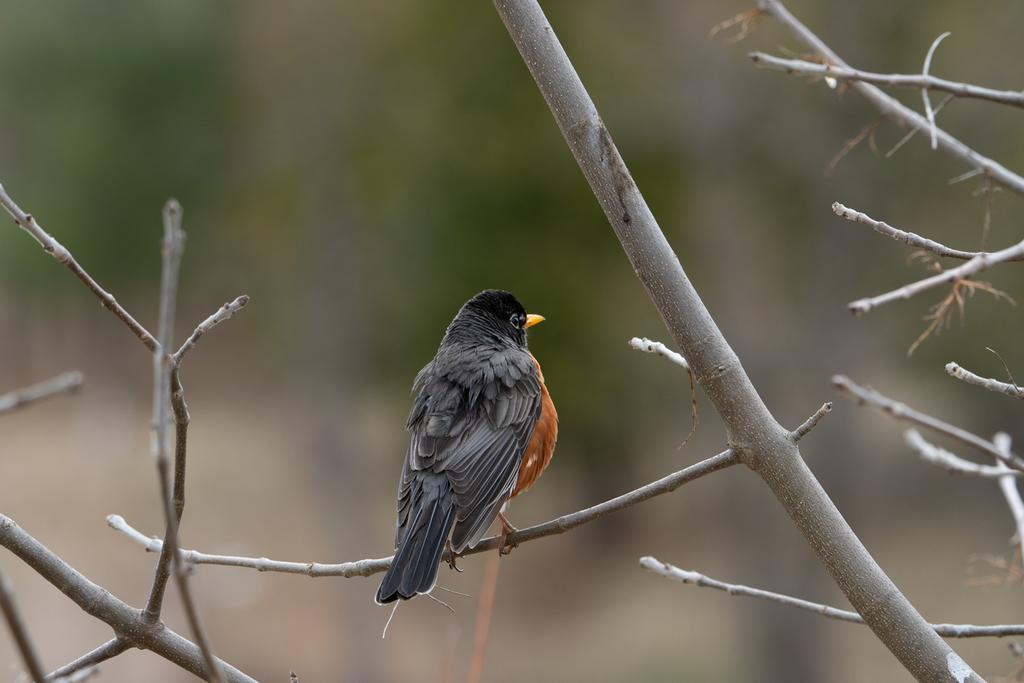 DSC_1643.jpg