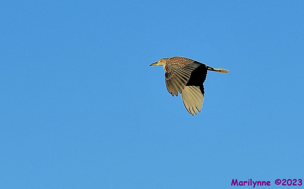 DSC_1643_001.JPG