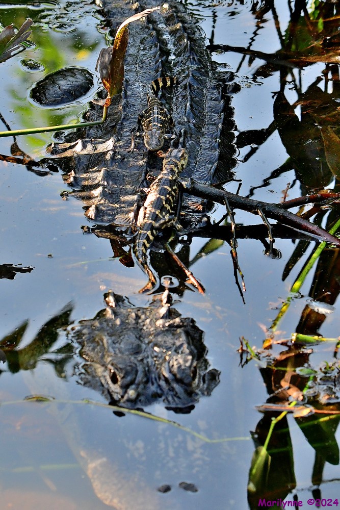 DSC_1643_001.JPG