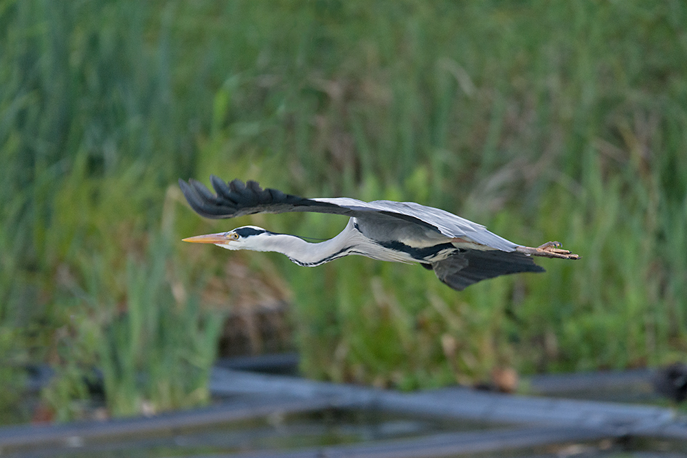 DSC_1644.jpg