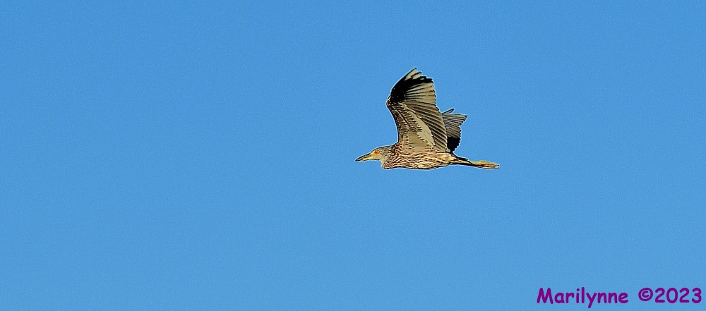 DSC_1644_001.JPG