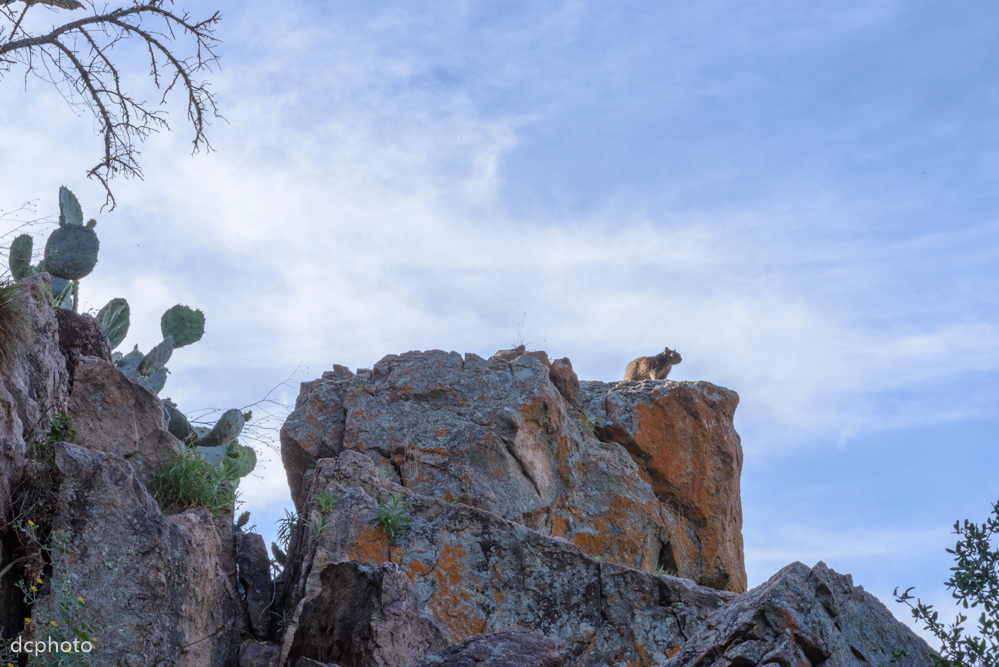 Lookout