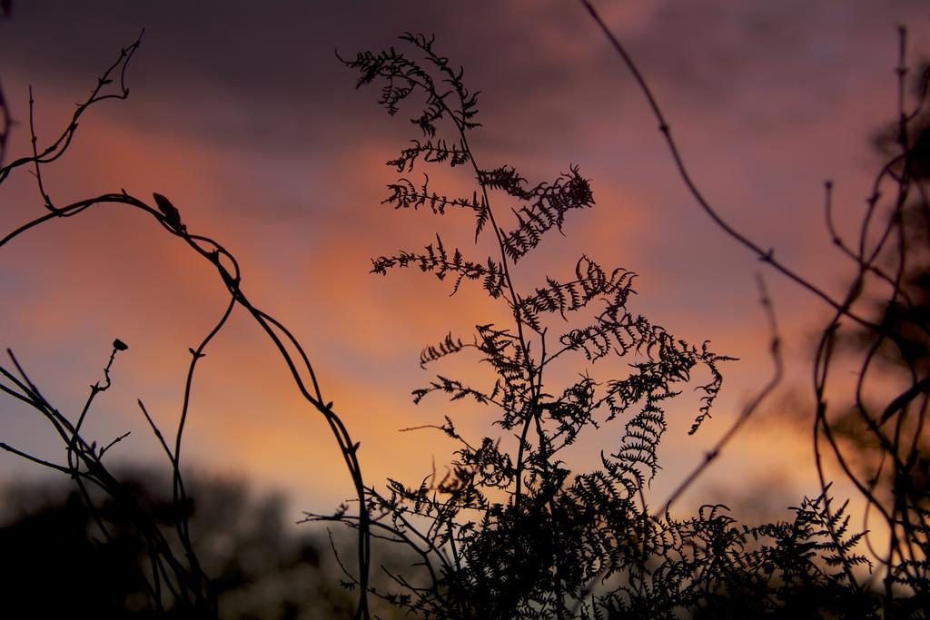 DSC_1645.jpg