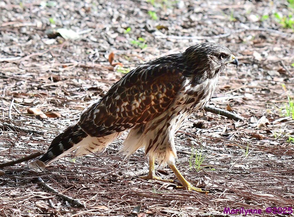 DSC_1645_001.JPG