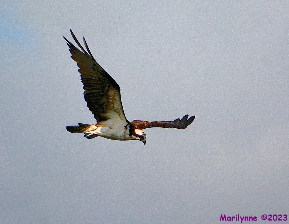 DSC_1646_001.JPG