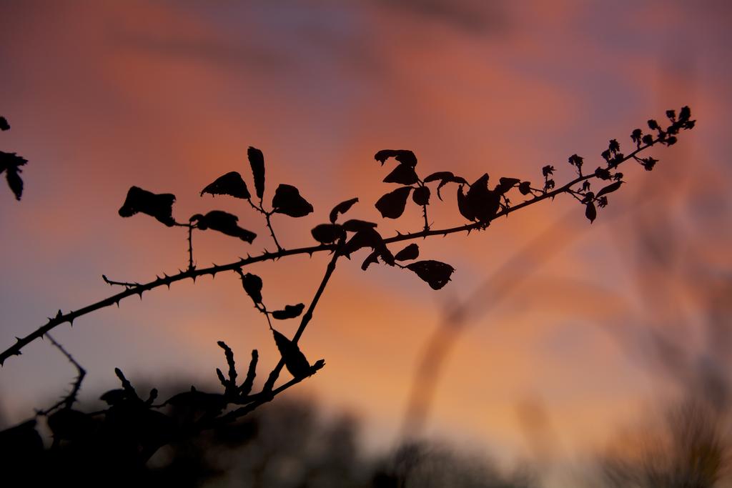 DSC_1647.jpg