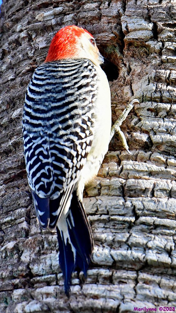 DSC_1647_001.JPG