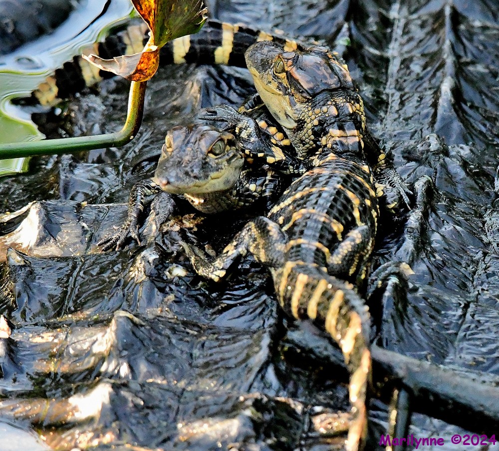 DSC_1647_001.JPG