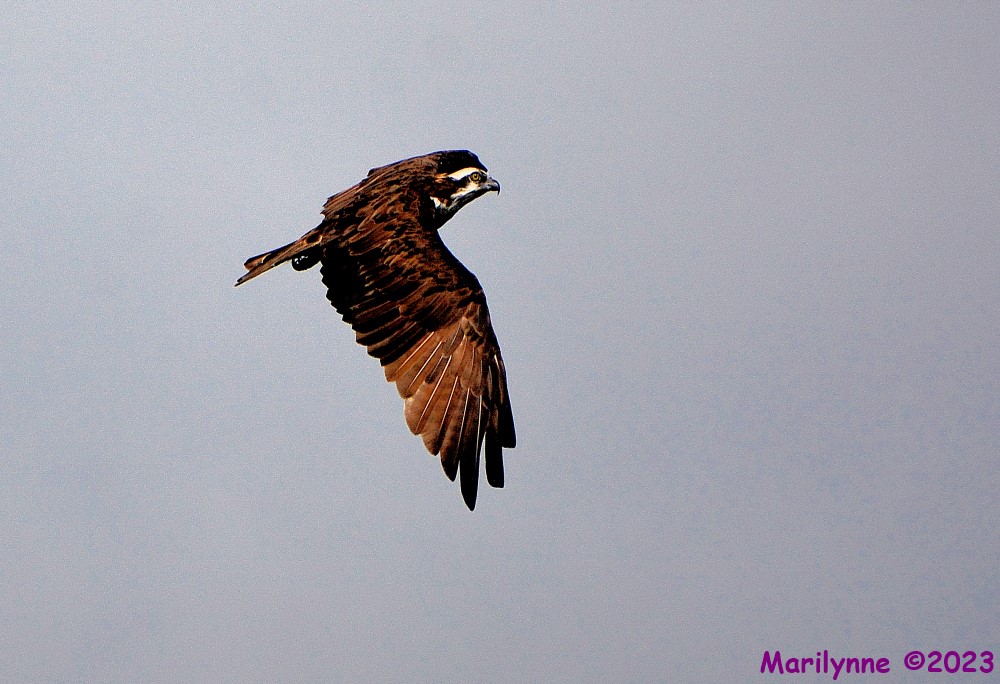 DSC_1648_001.JPG