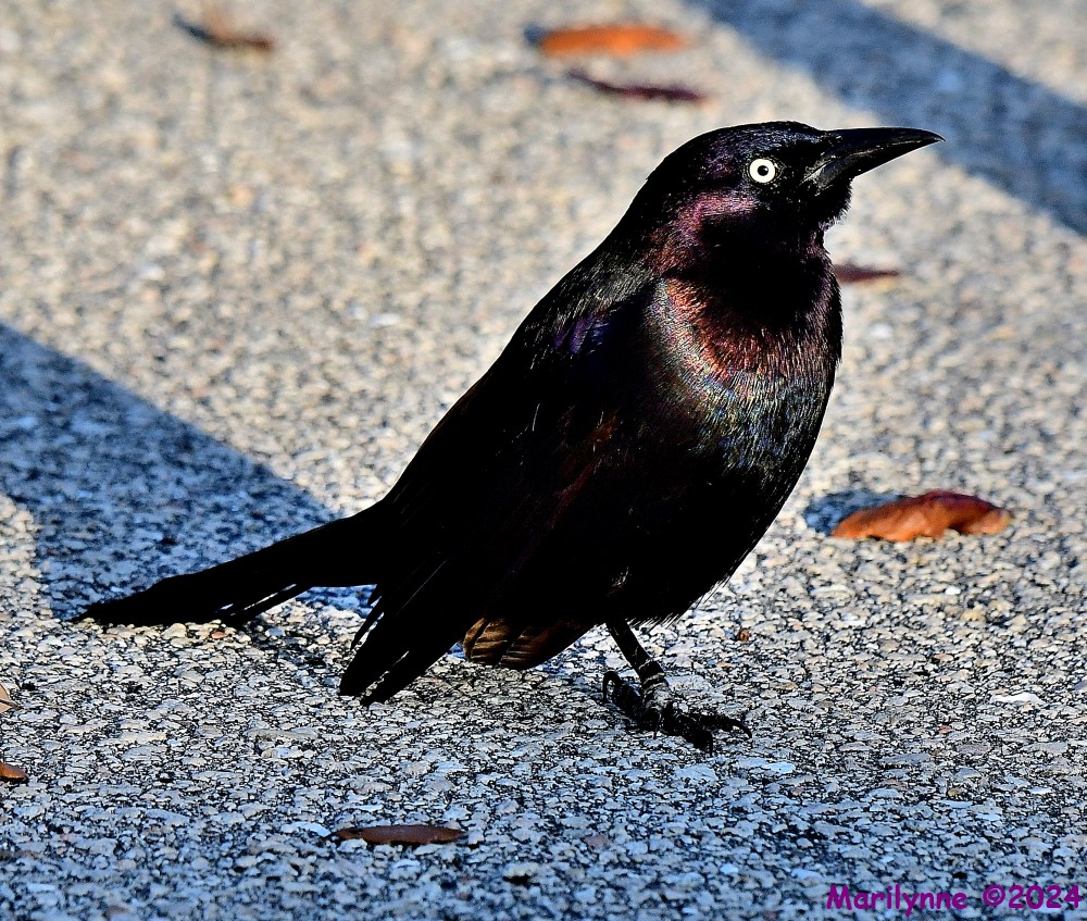 DSC_1649_001.JPG