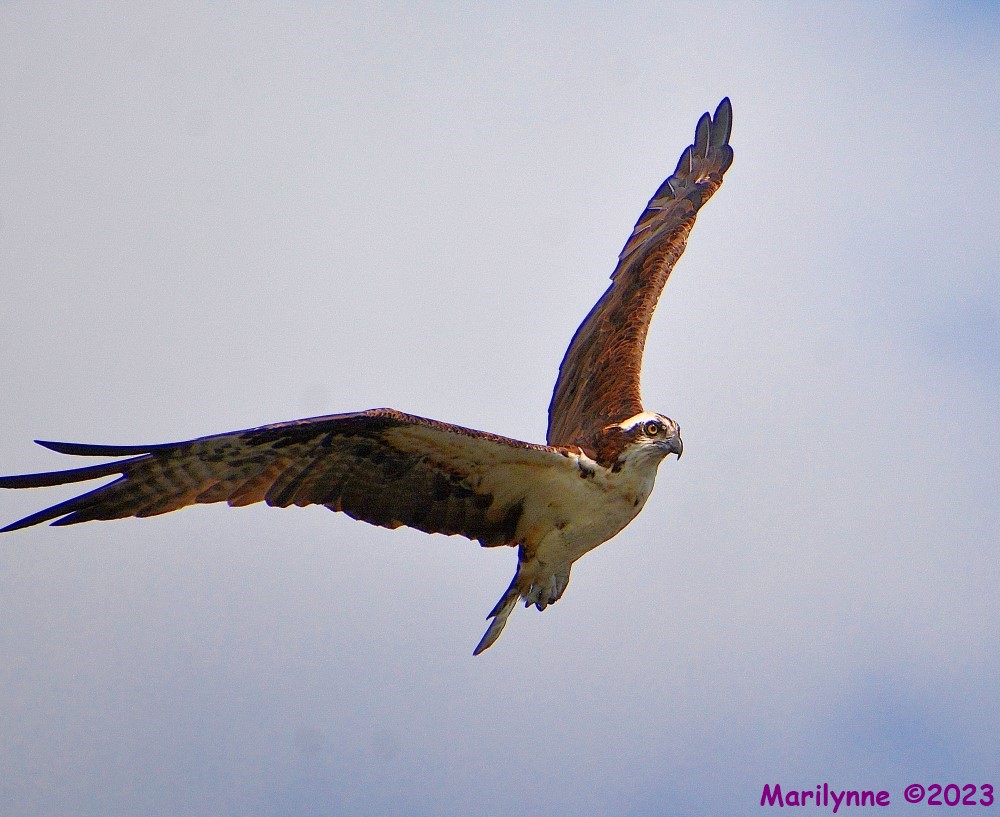 DSC_1651_001.JPG