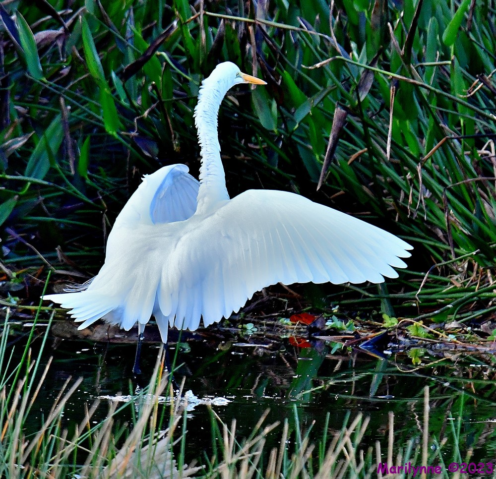 DSC_1652_001.JPG