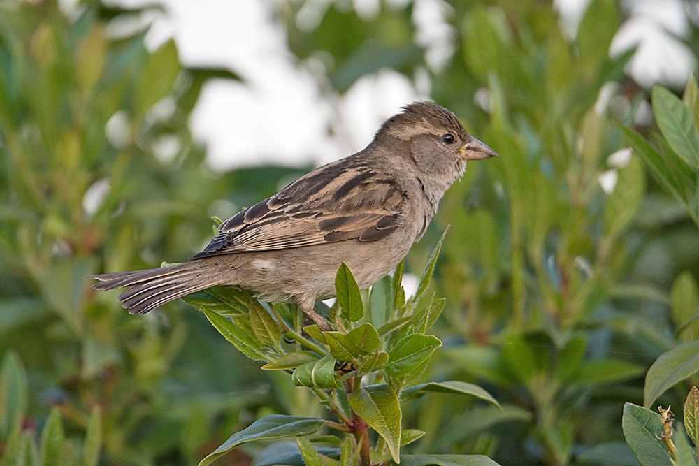 DSC_1653.jpg