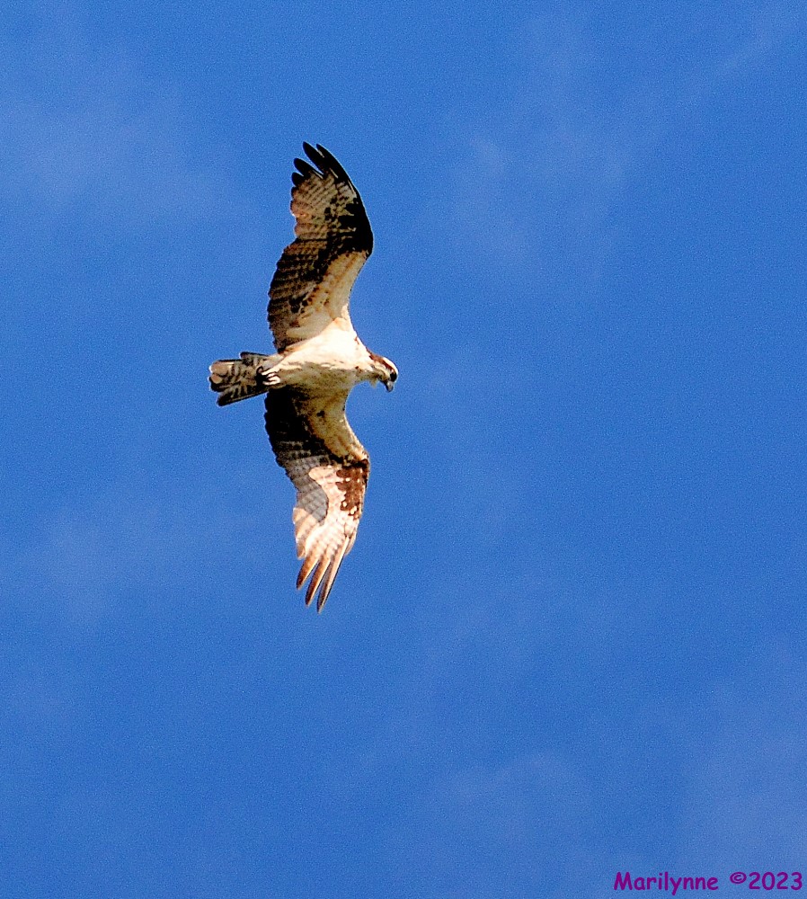 DSC_1653_001.JPG