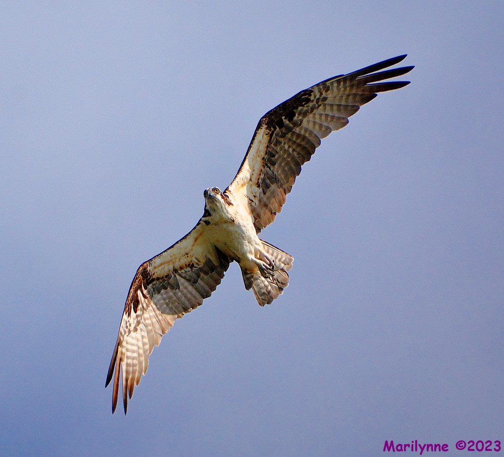 DSC_1657_001.JPG