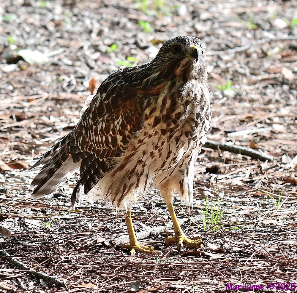 DSC_1658_001.JPG