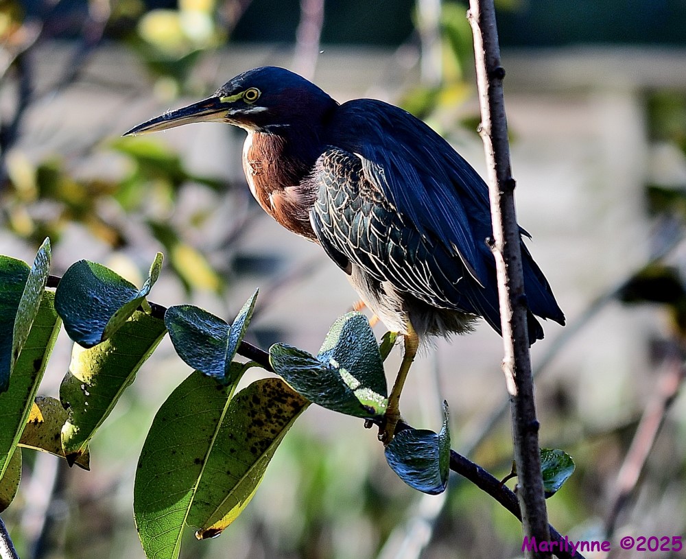 DSC_1659_001.JPG
