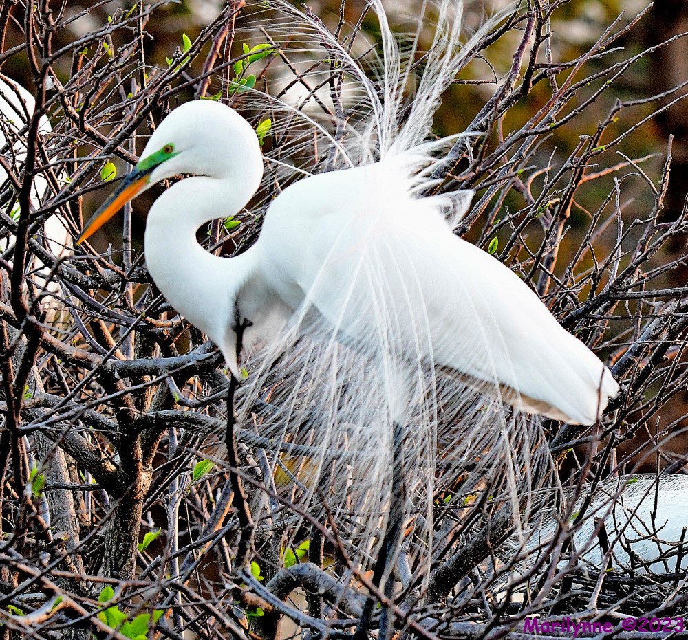 DSC_1661_001.JPG