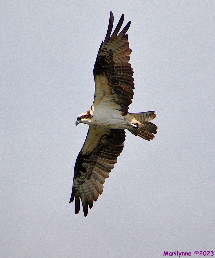 DSC_1661_001.JPG