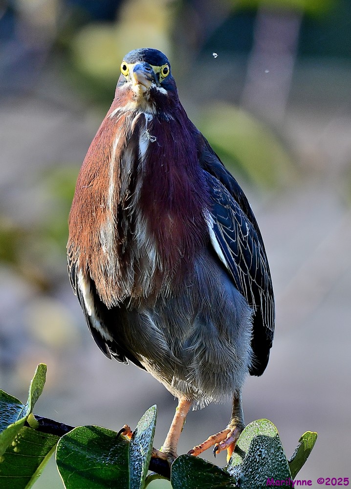 DSC_1663_001.JPG