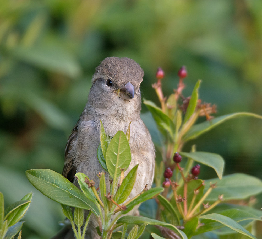 DSC_16641.jpg