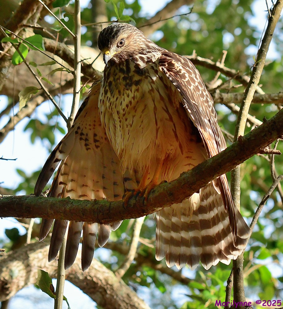 DSC_1665_001.JPG