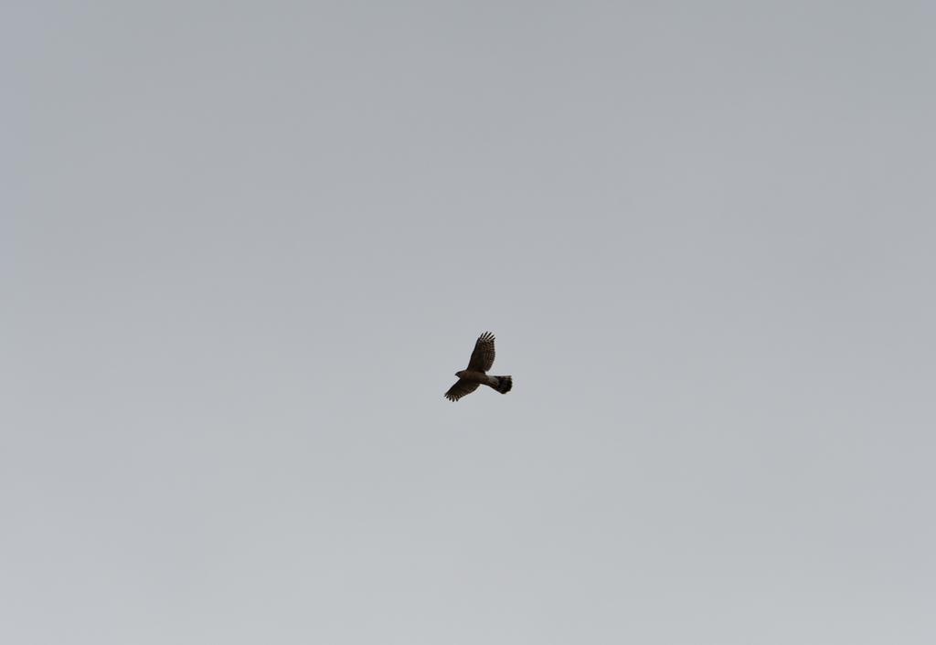 DSC_1666.jpg