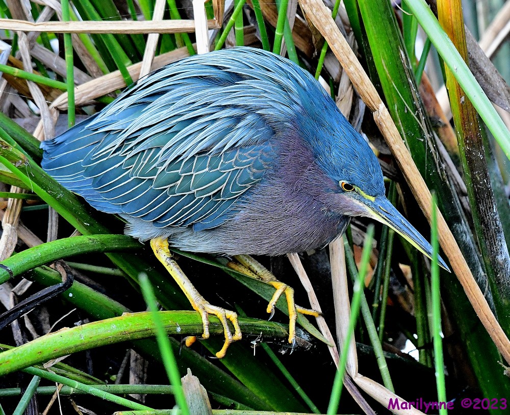 DSC_1666_001.JPG
