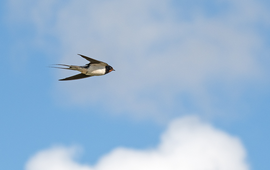 DSC_1668.jpg