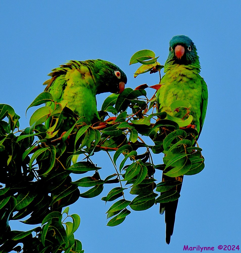 DSC_1668_001.JPG