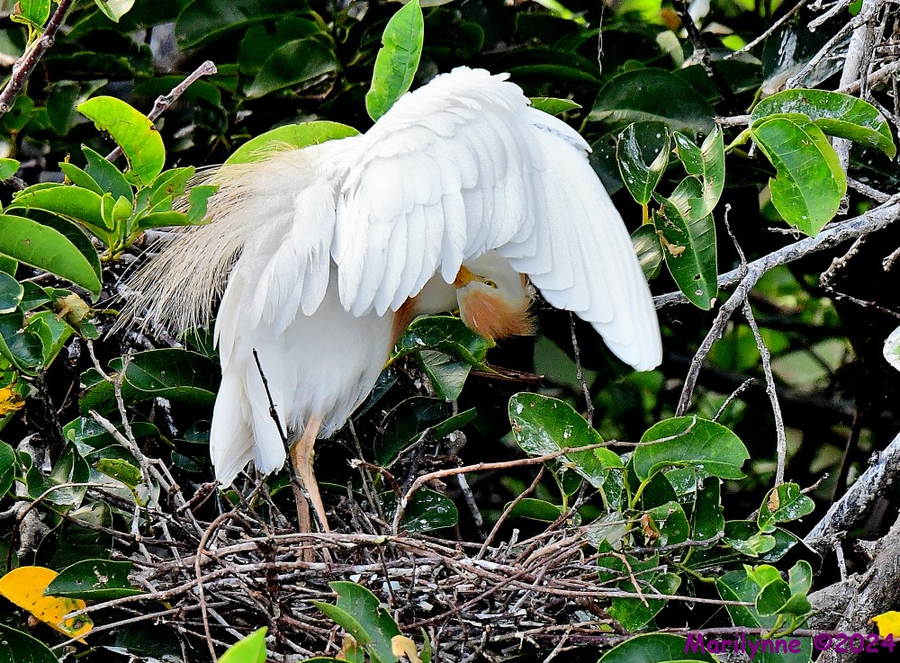 DSC_1668_001.JPG