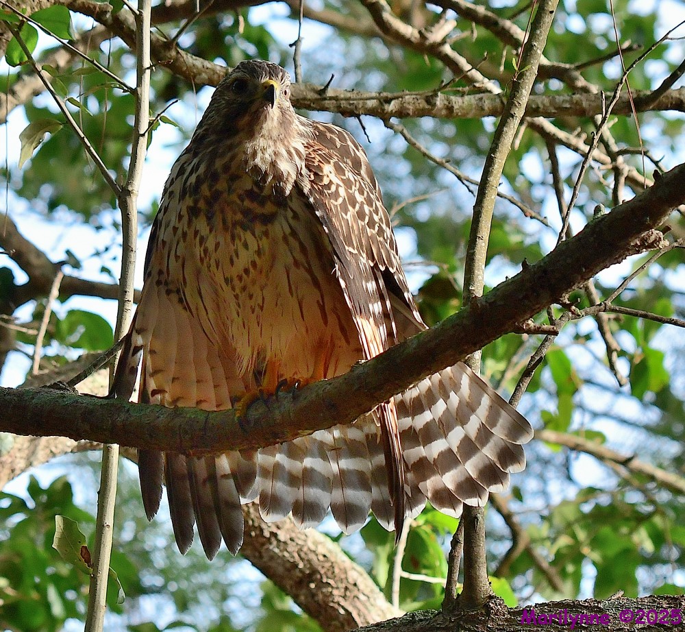 DSC_1669_001.JPG