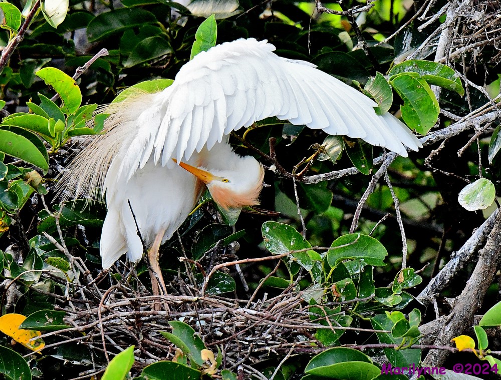 DSC_1670_001.JPG