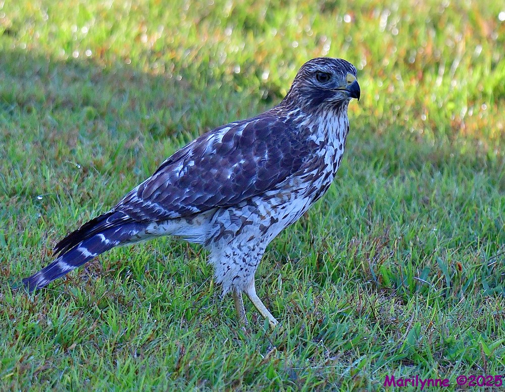 DSC_1672_001.JPG