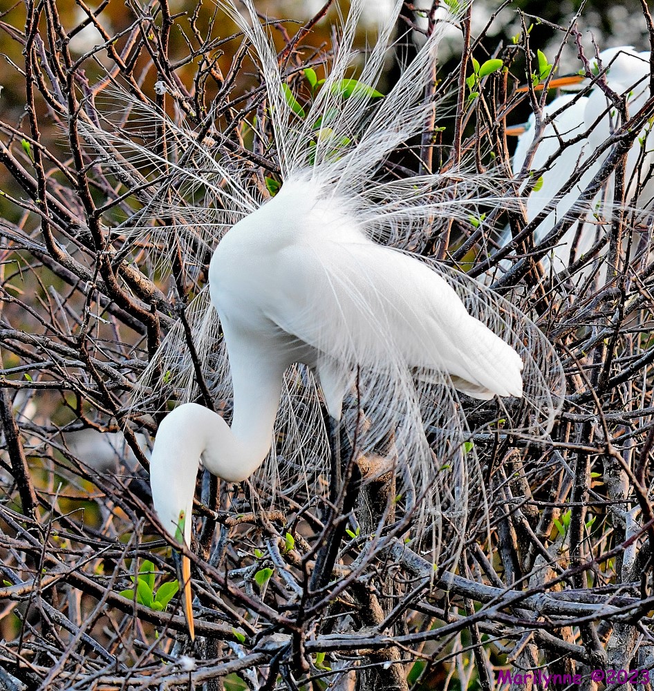 DSC_1673_001.JPG
