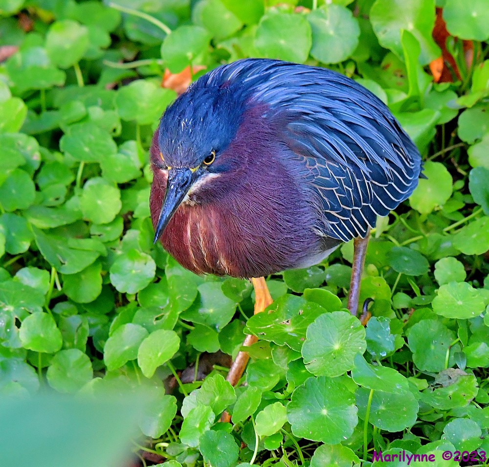 DSC_1674_001.JPG